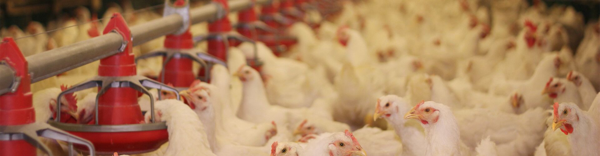 Poultry housing suppliers